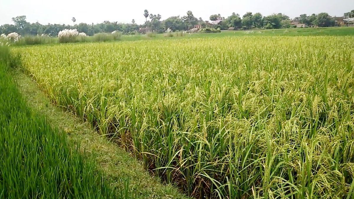 किसानलाई दसैंभन्दा खेतीपातीकै चिन्ता